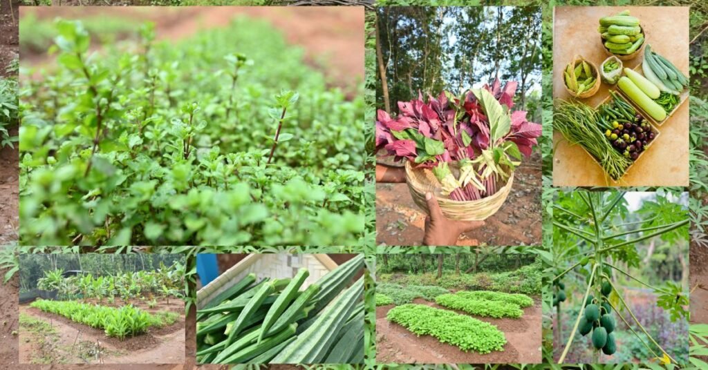 fresh organic vegetables