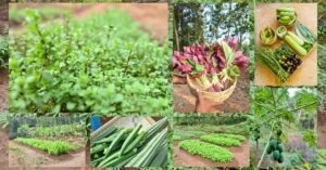 fresh organic vegetables